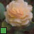 Late Rose