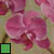Orchids